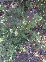 Prunus ilicifolia ilicifolia