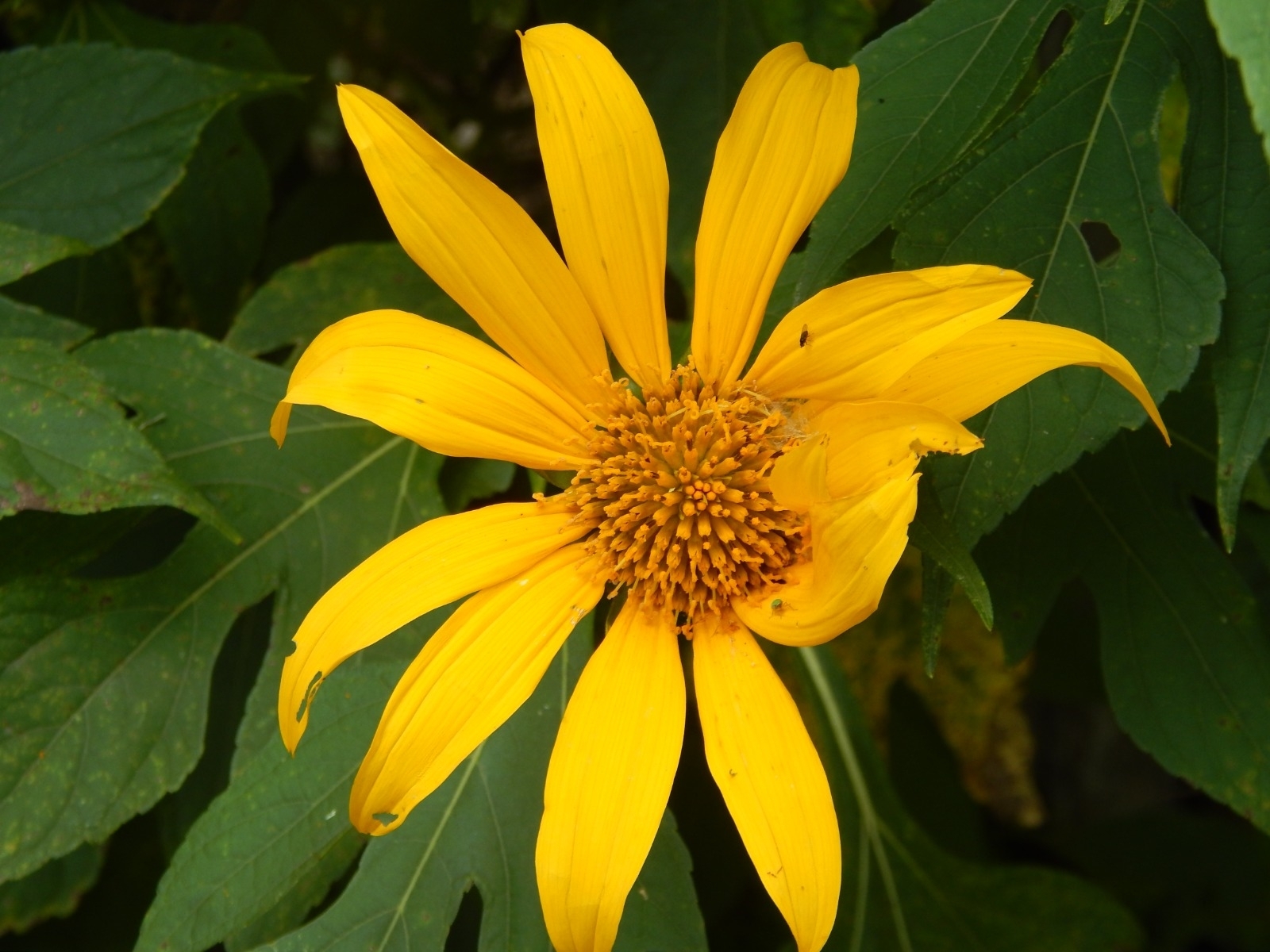Tithonia diversifolia image