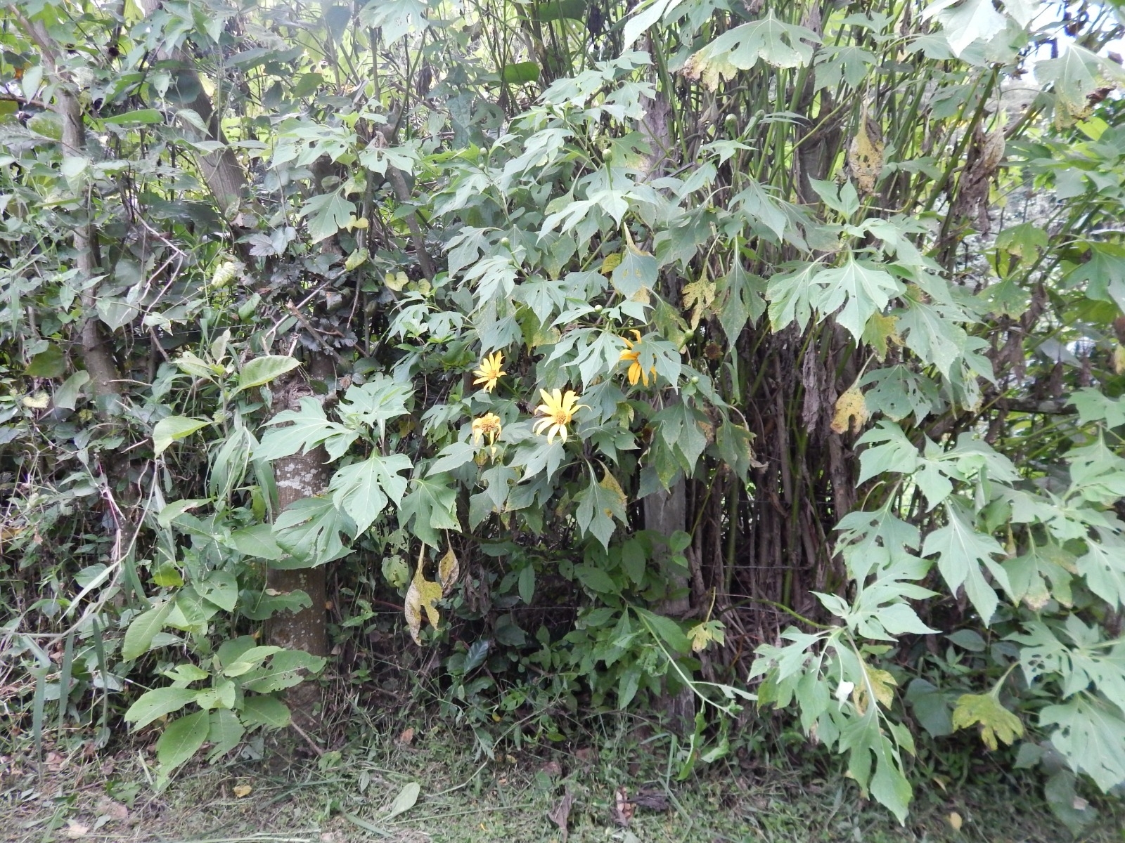 Tithonia diversifolia image