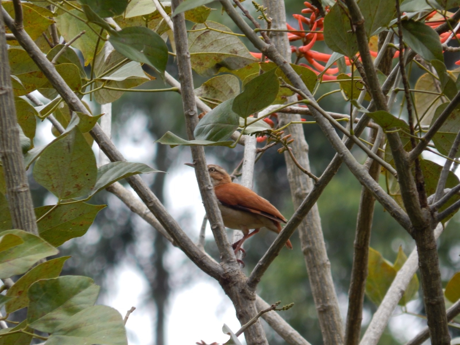 Furnarius leucopus image