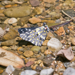 Catasticta teutila flavomaculata