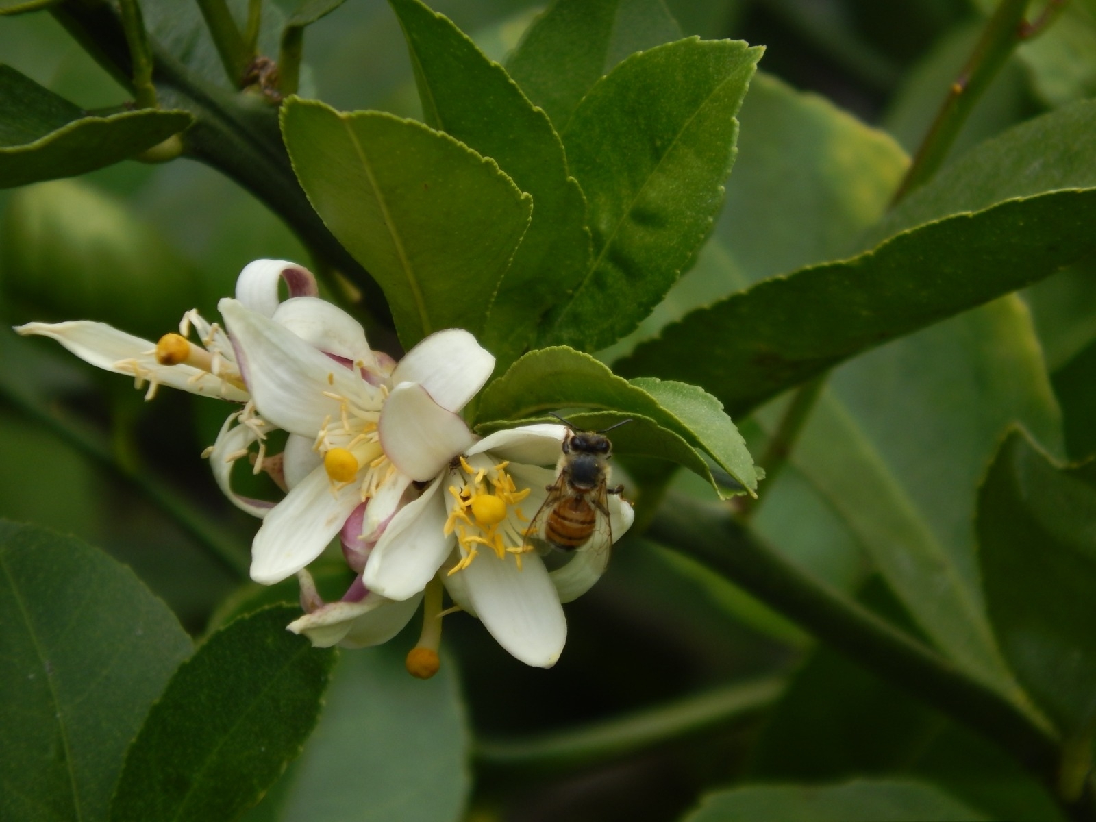 Apis mellifera image