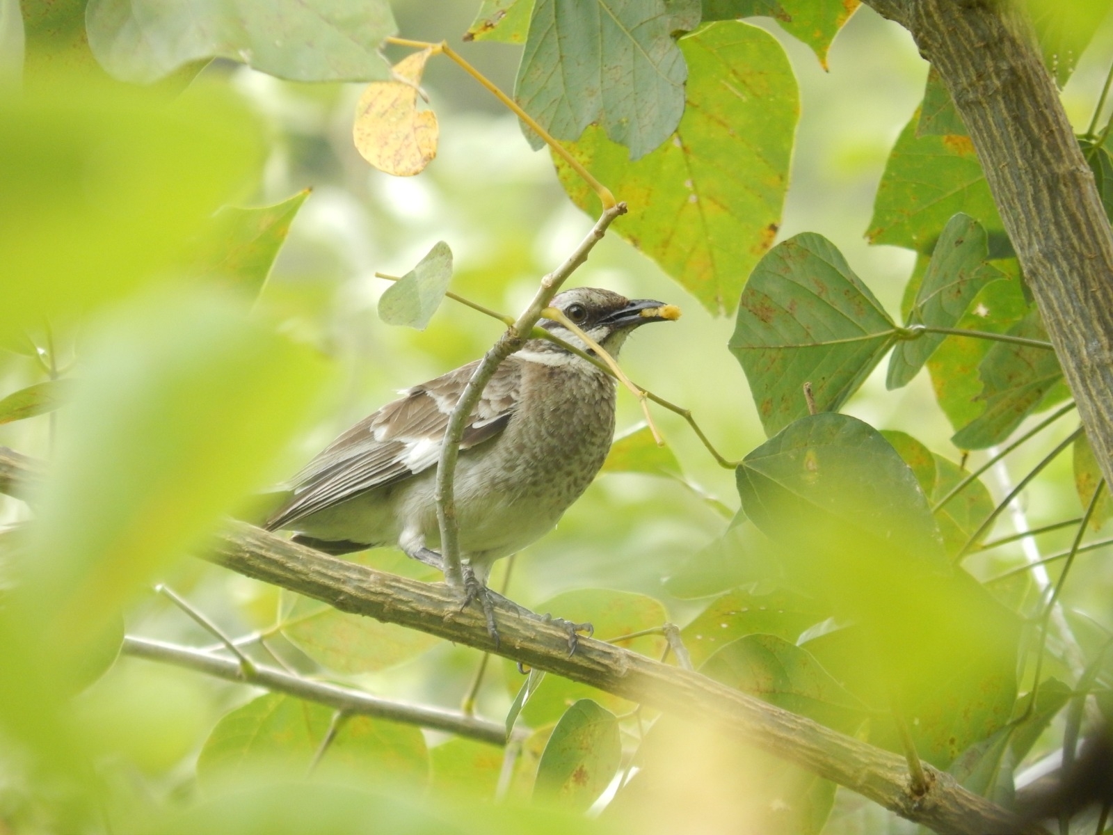 Mimus longicaudatus image