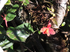Cattleya acuensis