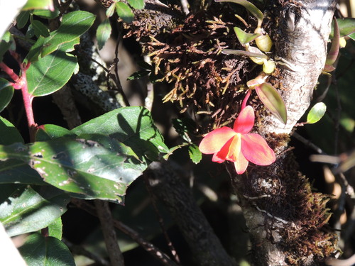 Cattleya acuensis, photograph 1