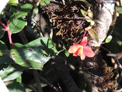 André Ambrozio, CC BY, iNaturalist via GBIF Cattleya acuensis, photograph André Ambrozio, CC BY, iNaturalist via GBIF