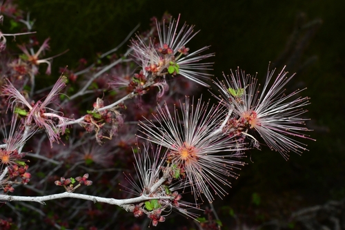 pink fairy-duster