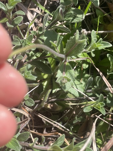 Tomostima cuneifolia, photograph 3
