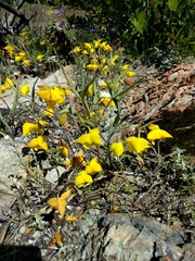 Calochortus amabilis