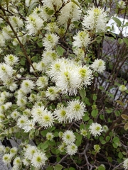 Fothergilla