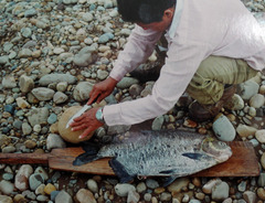 Piaractus brachypomus