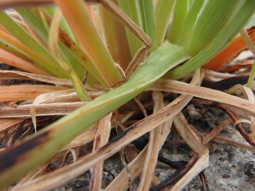 Onion-Leafed Asphodel