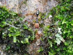 Odontomachus erythrocephalus