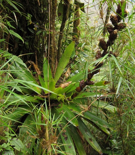 Guzmania killipiana