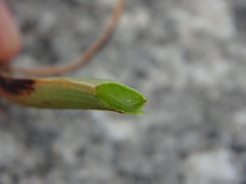 Onion-Leafed Asphodel