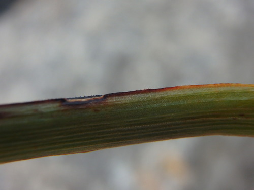 Onion-Leafed Asphodel