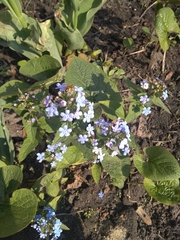Brunnera