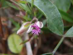 Polygala rupestris