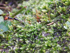 Odontomachus erythrocephalus