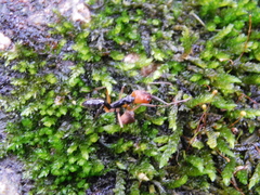 Odontomachus erythrocephalus