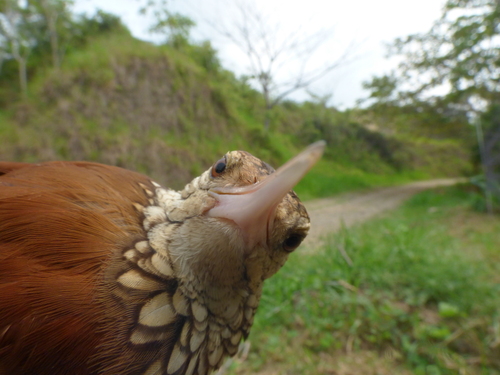 Straight-billed Woodcreeper (Dendroplex picus), photo 4