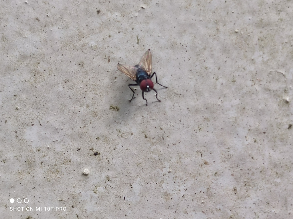 Bluebottle Flies from 301 Neo Tiew Cres, Sungei Buloh Wetland Reserve ...