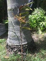 Orchidaceae