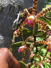 Orchidaceae