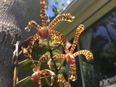 Orchidaceae
