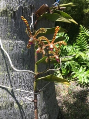 Orchidaceae