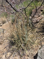 Elymus longifolius