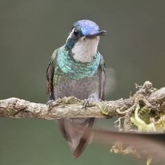 Lampornis castaneoventris