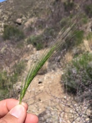 Elymus longifolius