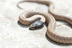 False Smooth Snake photo 2