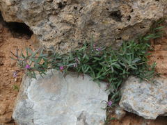 Polygala rupestris