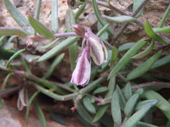 Polygala rupestris