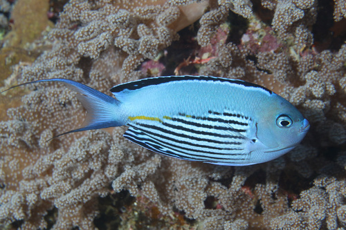 Blackedged angelfish (Genicanthus watanabei) — Pomacanthidae — 2