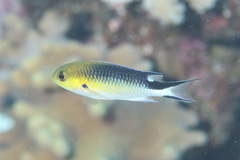 Richardson's Reef-Damsel photo 2