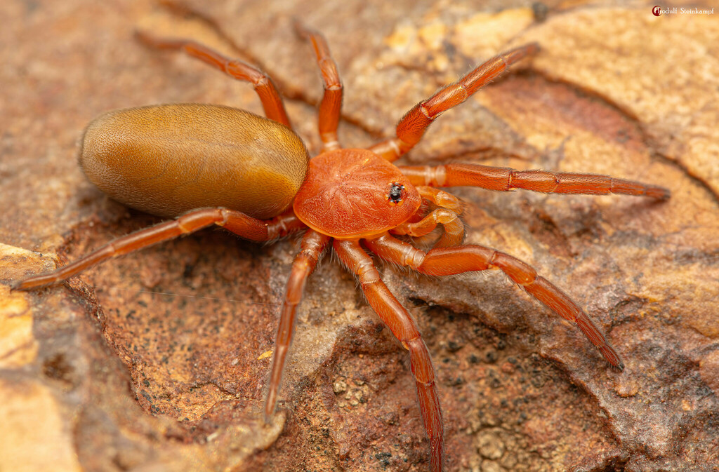 Eight-eyed Orange Lungless Spiders from Bojanala Platinum District ...