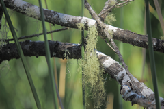 Protousnea poeppigii