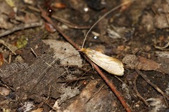Adelidae