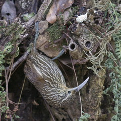 Lepidocolaptes affinis