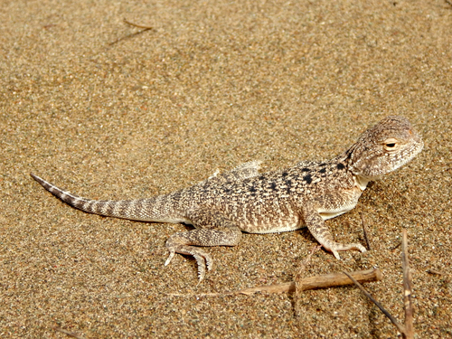 Secret Toadhead Agama