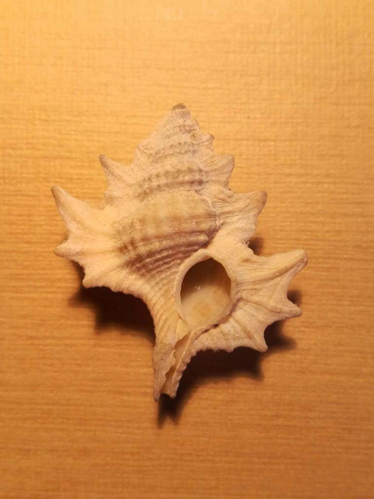 spined maple leaf triton