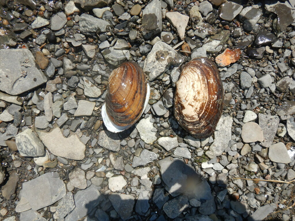 Creek Heelsplitter from La Prairie, QC, Canada on April 14, 2023 at 12: ...