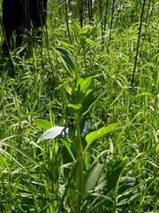 Arnoglossum plantagineum