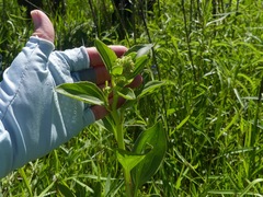 Arnoglossum plantagineum