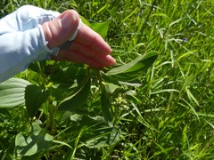 Arnoglossum plantagineum