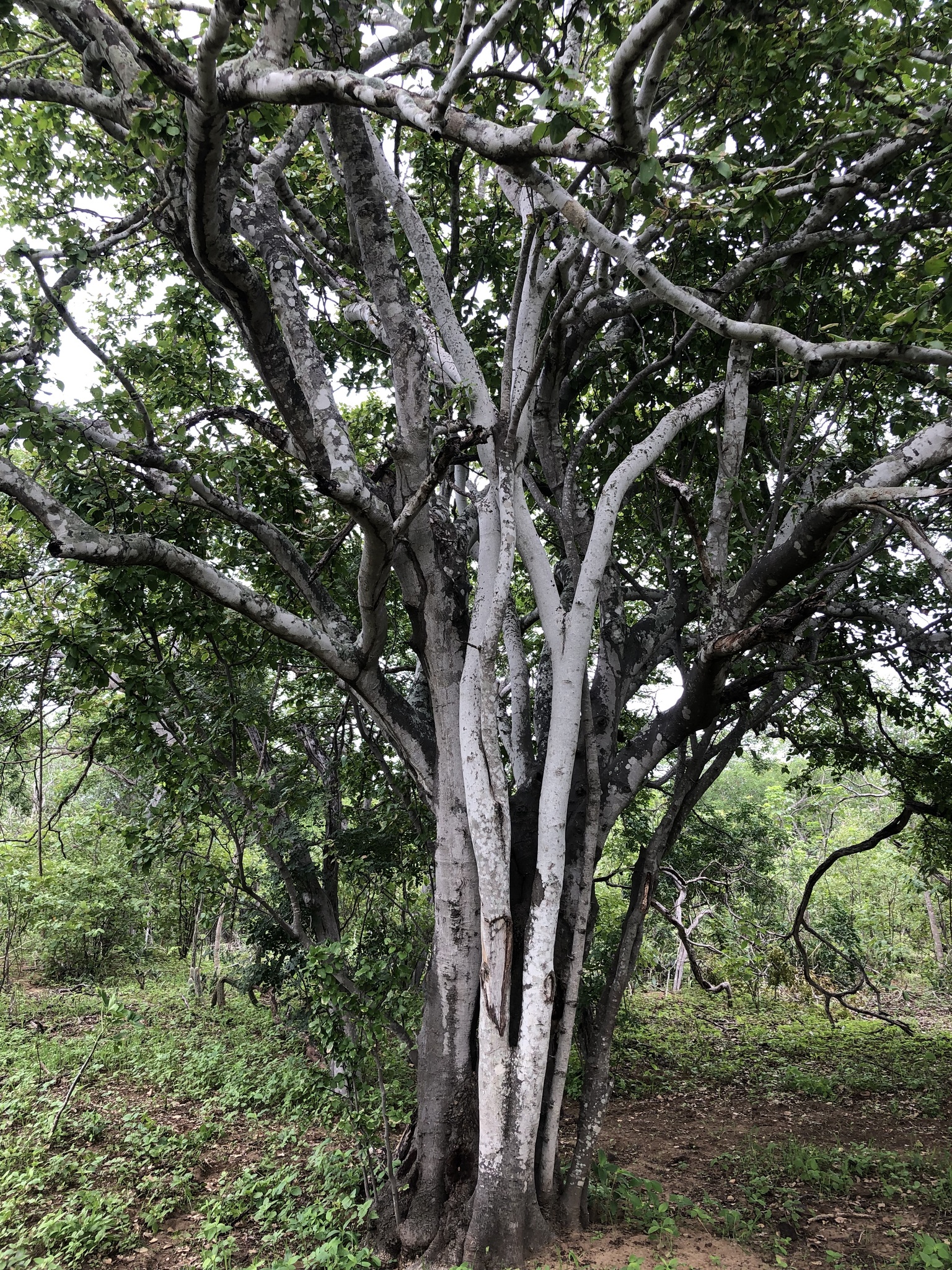 Sarcomphalus joazeiro
