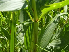 Arnoglossum plantagineum